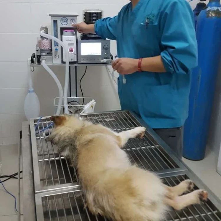 Máquina de anestesia a gás veterinária Equipamentos de anestesia veterinária para animais de estimação gato cachorro