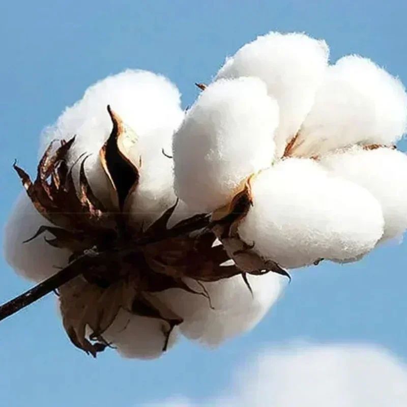 Singer Rauw Alejandro Album Graphics 2025 Autumn/Winter 100% Cotton Printing Hoodie Men's Hip Hop Classic Pop Music Oversized