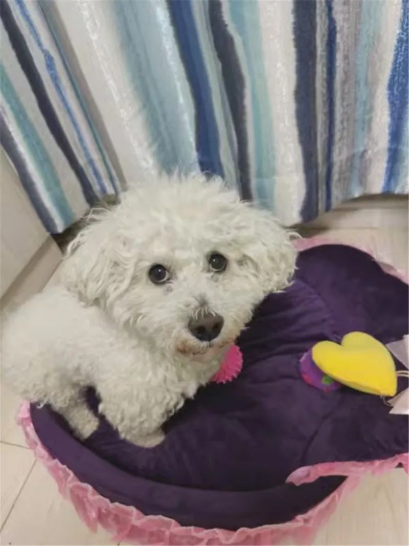 Cama para Pets em Renda Laço 3D Fantasia, Romântica, Destacável, Oval, para Cães, Sofá Macio, Ninho para Pets, Mobiliário de Casamento para Pets, 1 peça
