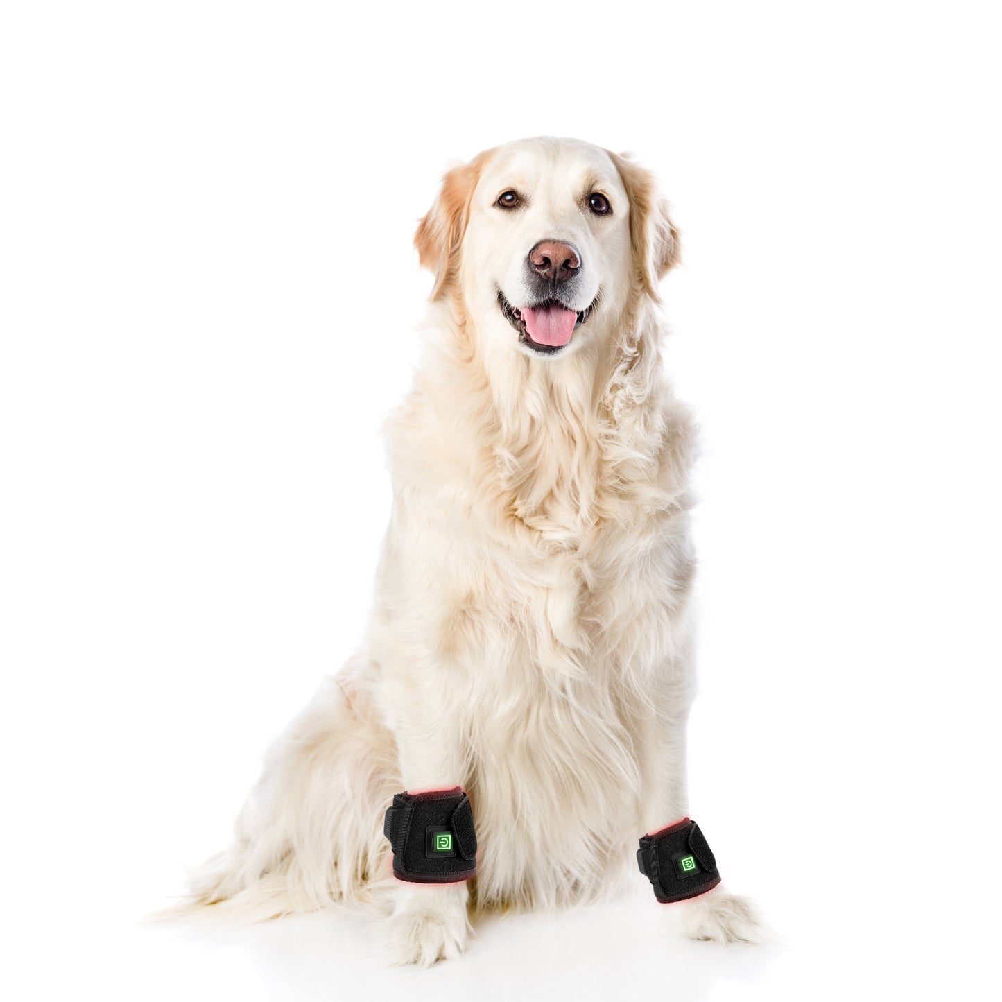 Equipamento de fisioterapia com LED de luz vermelha para uso veterinário, para alívio e redução da dor em cães de estimação.