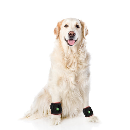 Equipamento de fisioterapia com LED de luz vermelha para uso veterinário, para alívio e redução da dor em cães de estimação.