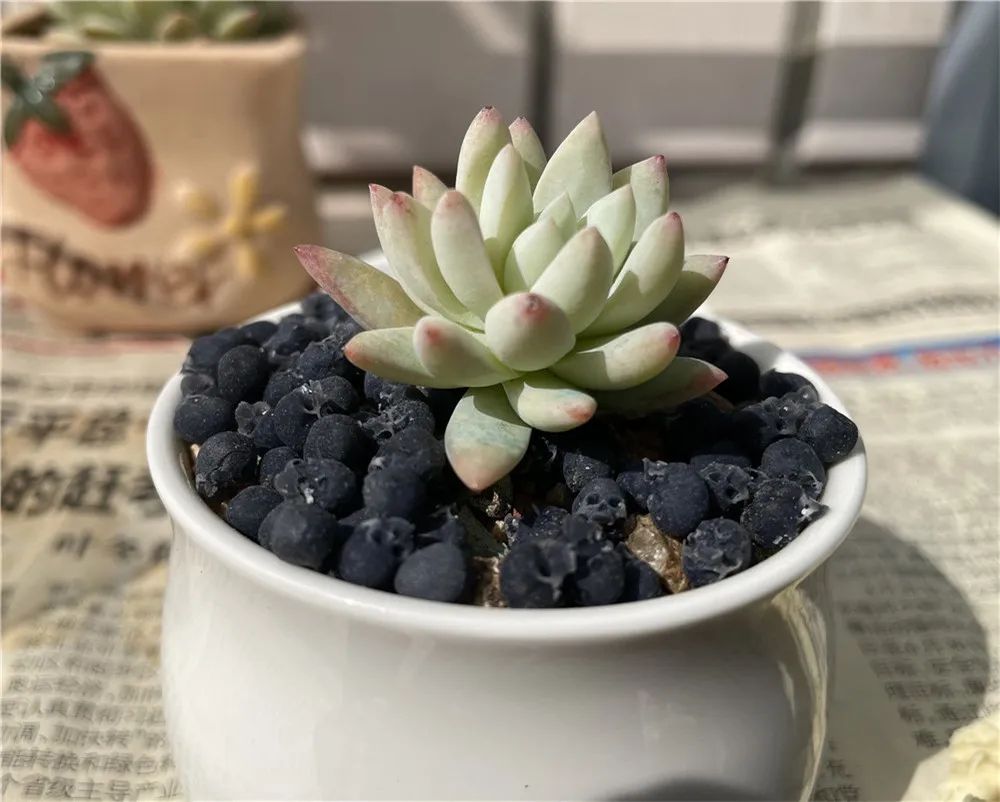 Mini Skull High Quality Miniature Model for Halloween Home Decor Dollhouse Plant Fish Tank Decoration