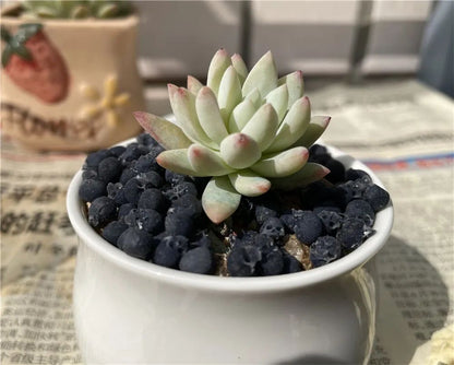 Mini Skull High Quality Miniature Model for Halloween Home Decor Dollhouse Plant Fish Tank Decoration