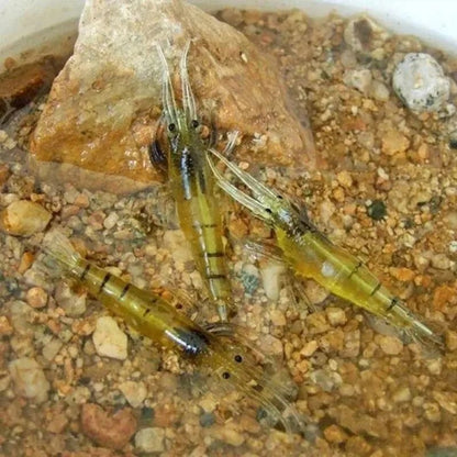 10/20/30 PEÇAS Isca Macia de Camarão para Pesca com Anzol, Iscas Artificiais Crankbaits para Pesca, Iscas Artificiais Wobblers para Pesca de Arrasto
