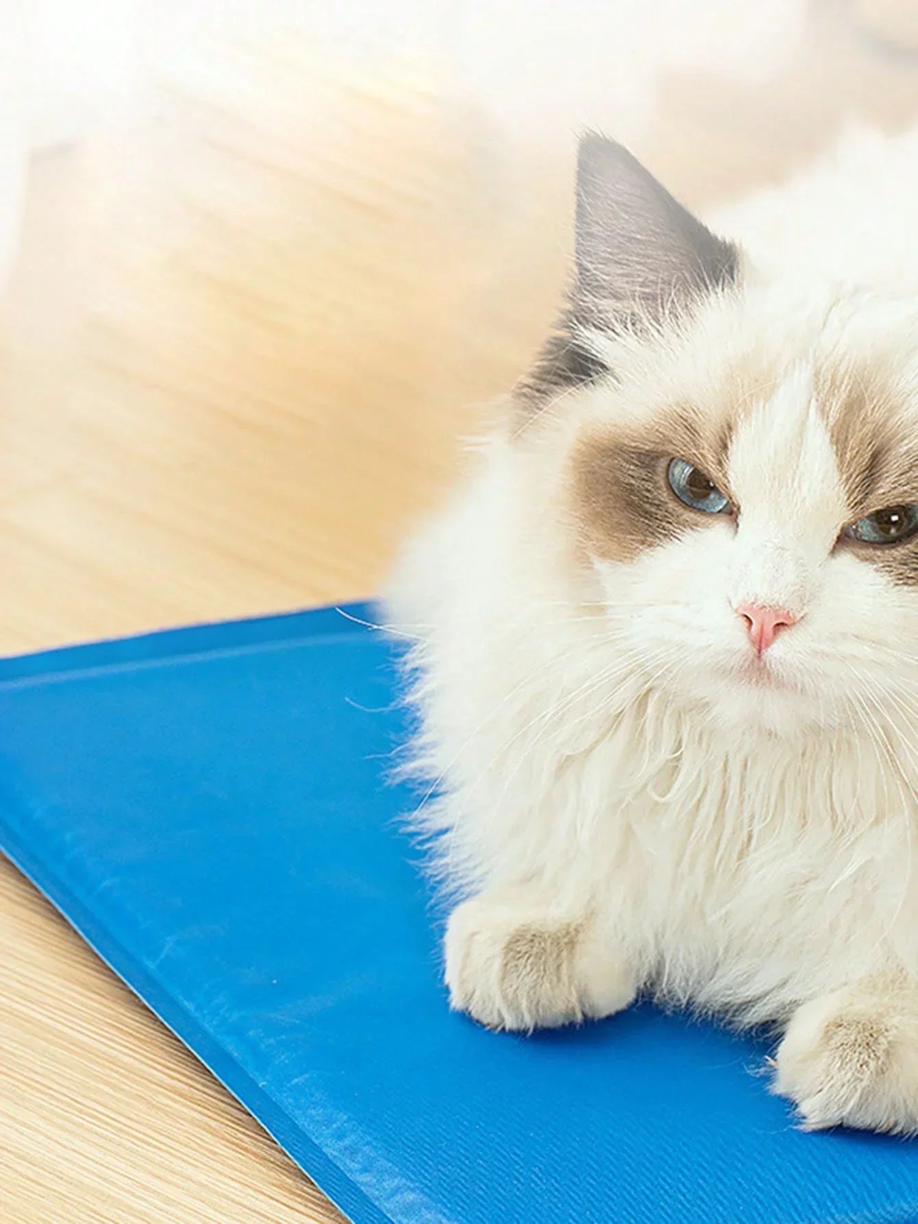 1 unidade - Nova Almofada de Gelo para Animais de Estimação Cães Gatos Verão Cooler Sleeping Pad Resistente ao Desgaste Refrigeração Alívio do Calor Esponja Gel Refrescante Suprimentos para Animais de Estimação