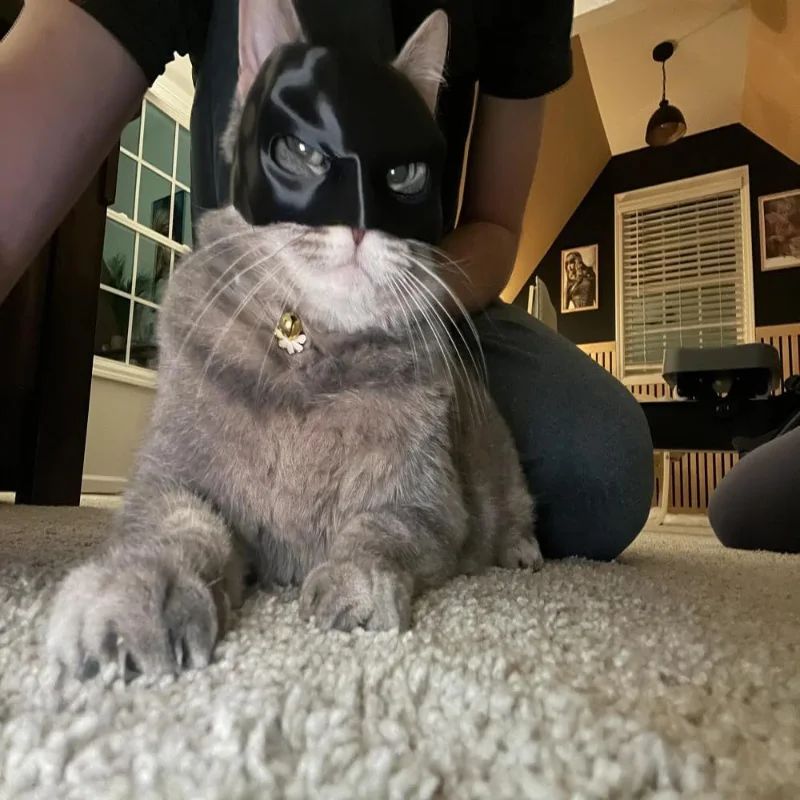 Máscara de Gato Preto Vingador Chapéu de Fantasia de Halloween com Orelhas para Animais de Estimação Acessórios Engraçados para Fotos de Festa
