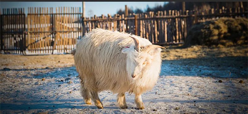 Autumn Men's Flat Cap Genuine Leather Hats Women's Army Military Hat Elegant Fashion Sheepskin Leather Caps Couple Hat