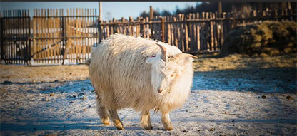 Autumn Men's Flat Cap Genuine Leather Hats Women's Army Military Hat Elegant Fashion Sheepskin Leather Caps Couple Hat