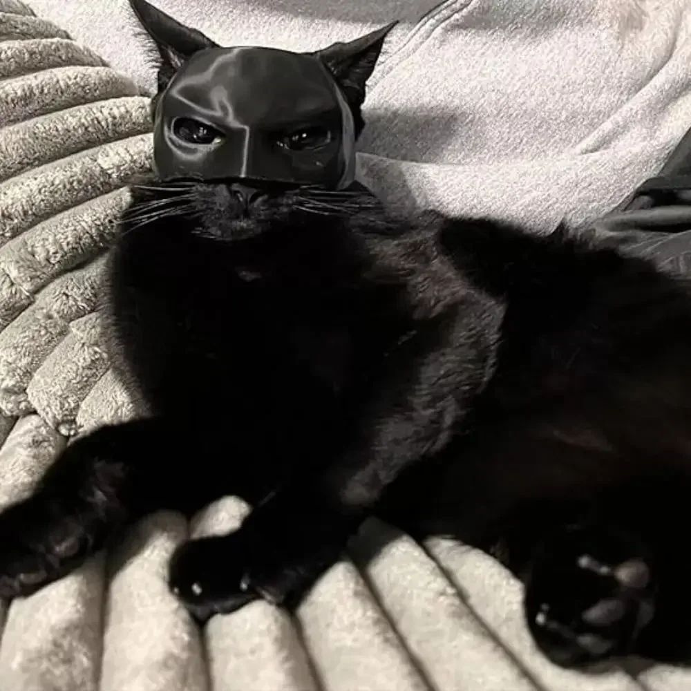 2026-Bat Cat Avenger Mask Black Matte Bat Mask Superhero Pet Toys Cat Bat Pet Man Mask for Cat and Dogs Spooky Make-up Party Toy