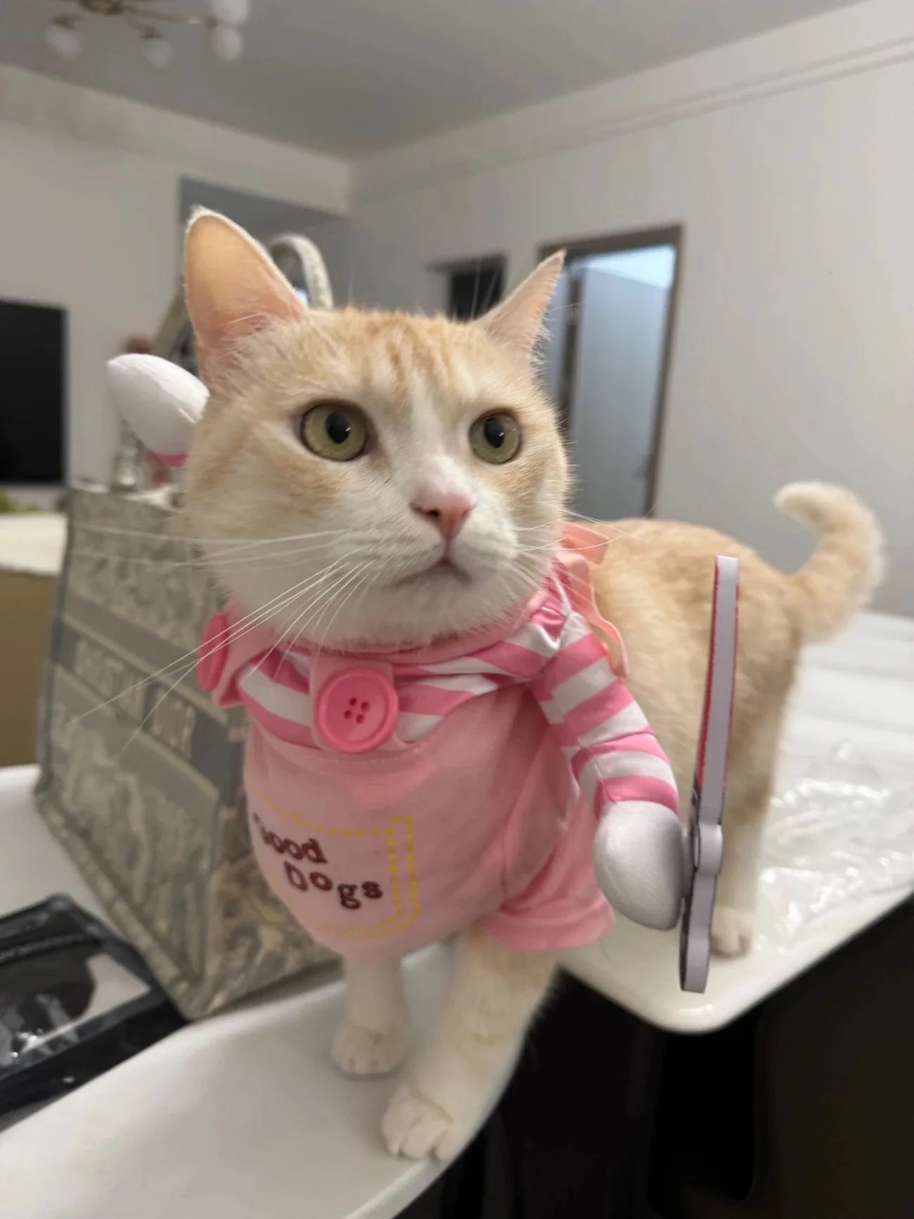 Fantasia de Gato para Cosplay para Cães e Gatos de Pequeno e Médio Porte Halloween Festa Fofa Gatinho Cachorrinho Macacão de Estimação Engraçado Pug Chihuahua Casaco de Sphynx