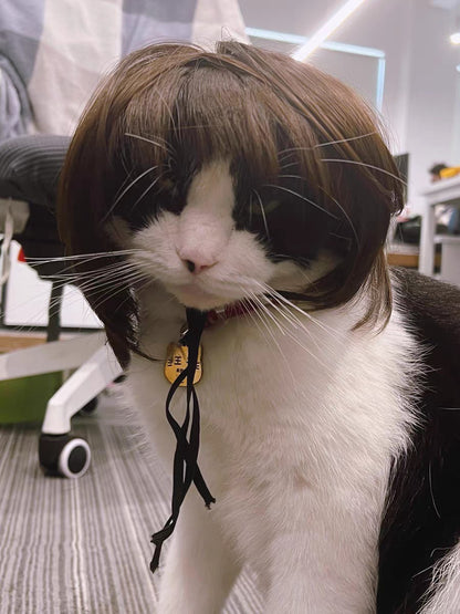 Peruca para Animais de Estimação, Peruca para Cachorro, Suprimentos para Animais de Estimação, Acessórios de Halloween para Animais de Estimação, Peruca de Cabelo Cacheado, Cabelo Liso, Peruca para Gato, Pode Ser Aparada (DIY)