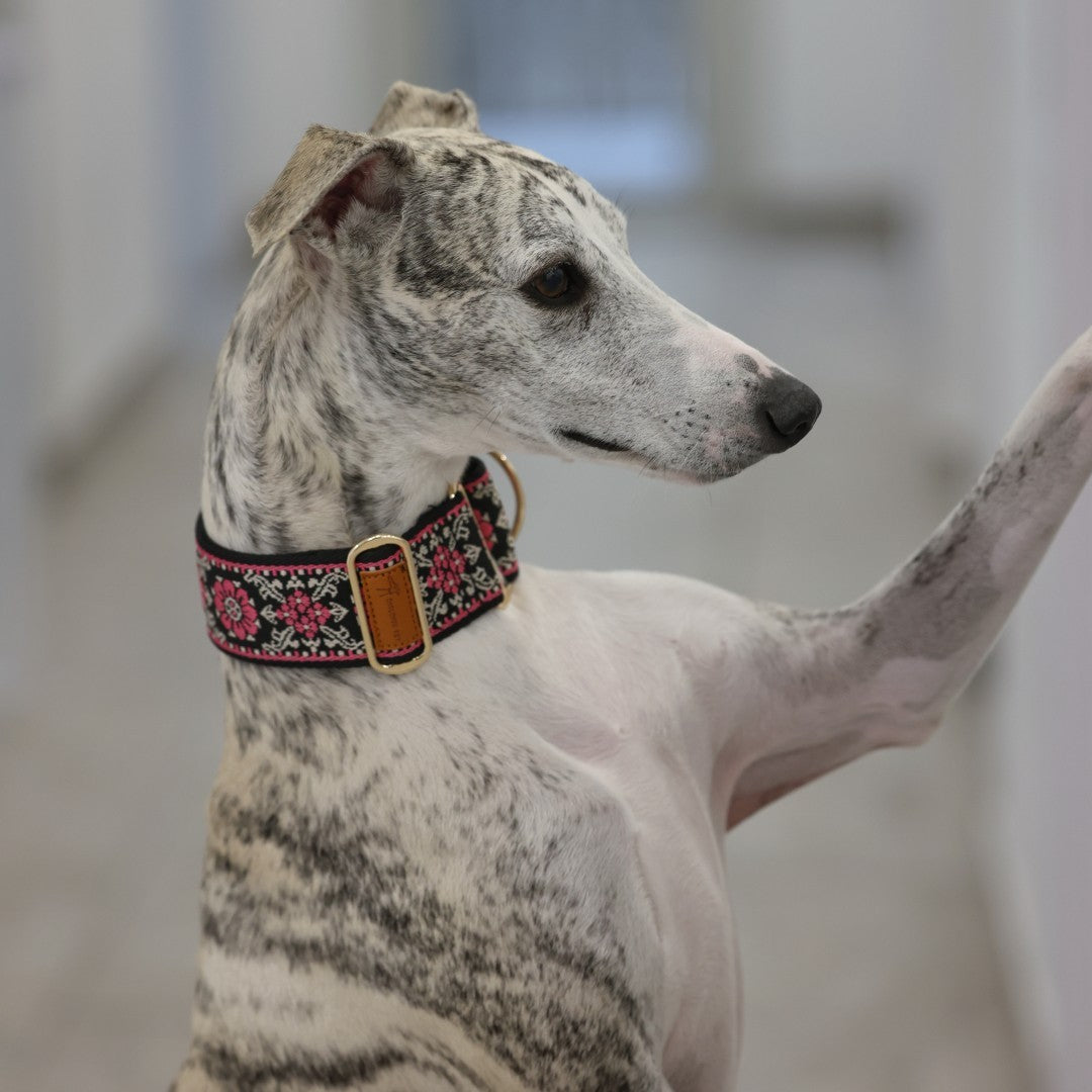 Coleira Martingale para Cães Galinhas / Coleira para Galgo Inglês / Coleira para Galgo Italiano / Coleira para Lurcher / Coleira para Whippet / Coleira para Galgo Espanhol