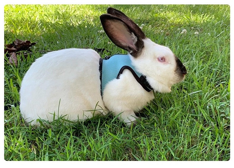Conjunto de coleira e colete para coelhos, colete respirável para coelhos, furões, porquinhos-da-índia, esquilos, coleira macia e ajustável para animais de estimação pequenos