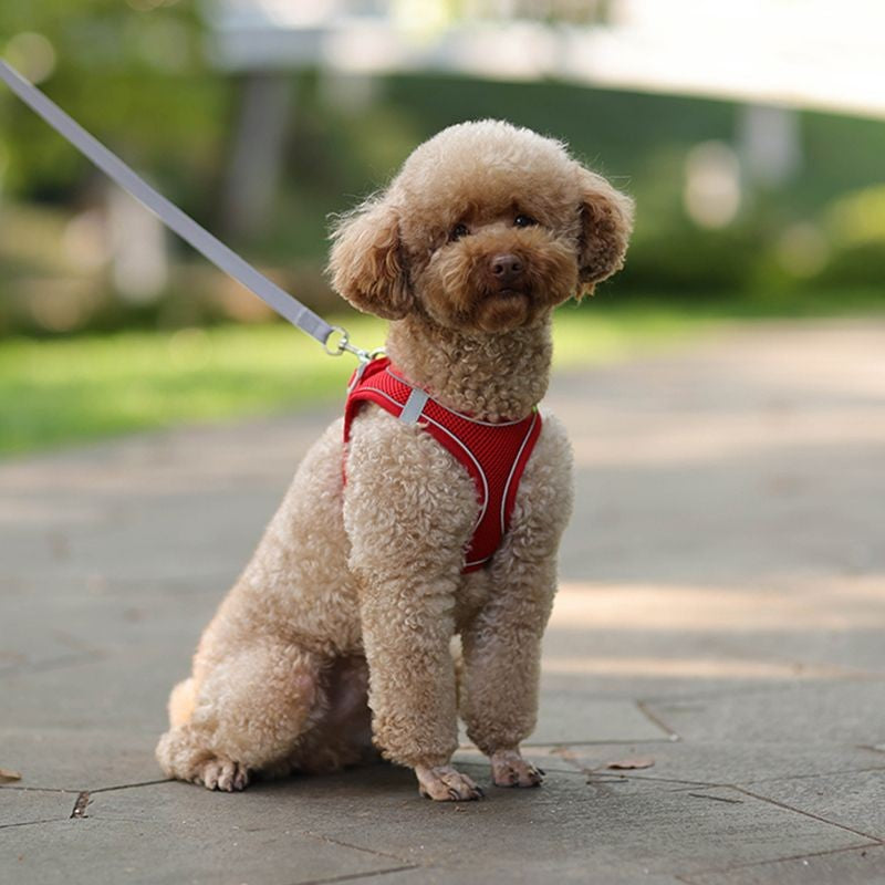 Conjunto de Coleira e Peitoral para Cães Pequenos Ajustável Peitoral Colete para Cães e Gatos Filhotes Bulldog Francês Chihuahua Pug Caminhada ao Ar Livre Guia Coleira