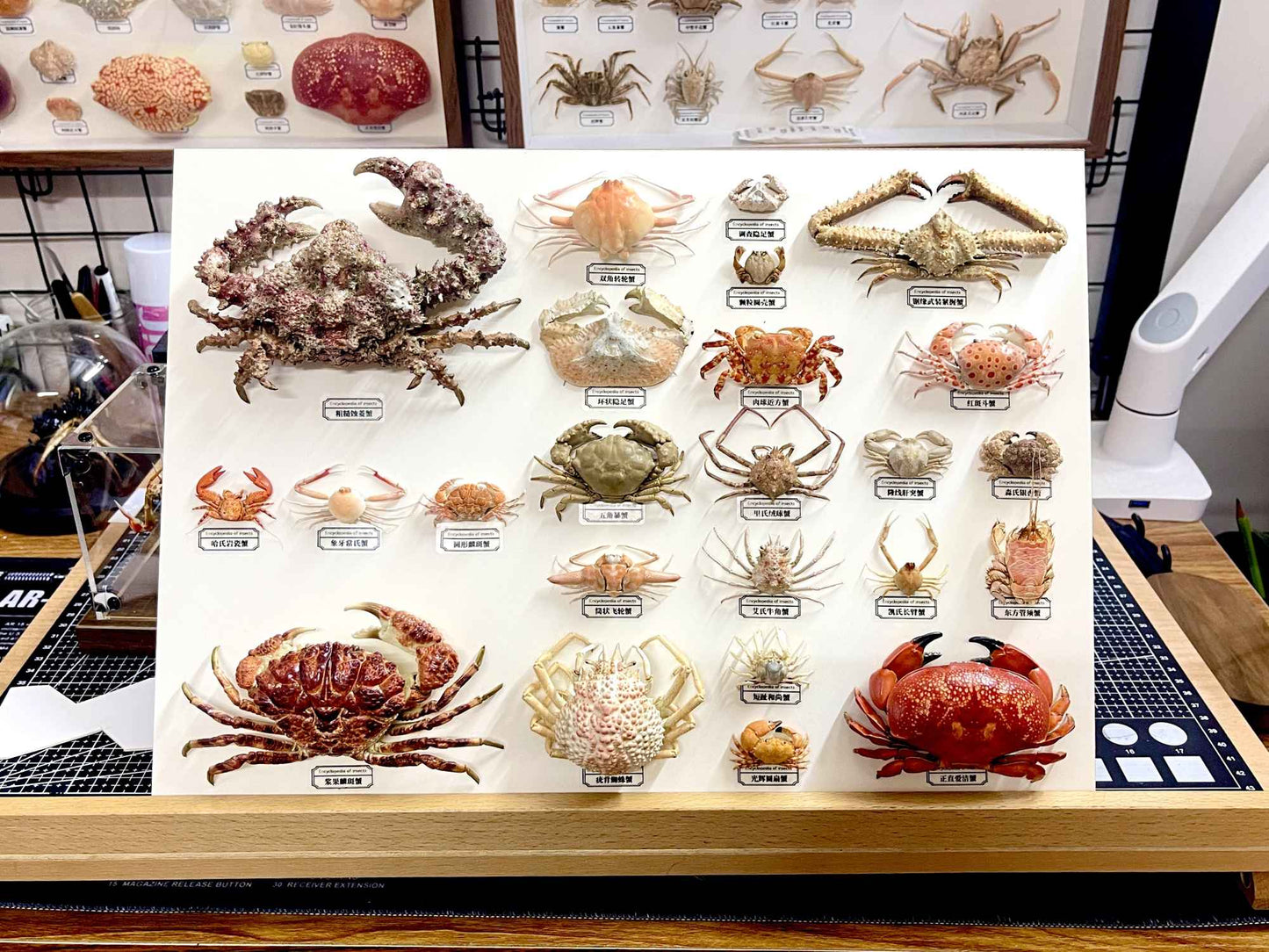Espécime de caranguejo real Demania Baccalipes, artesanato especial, colecionadores, decoração de casa, ornamento de mesa, personalizado