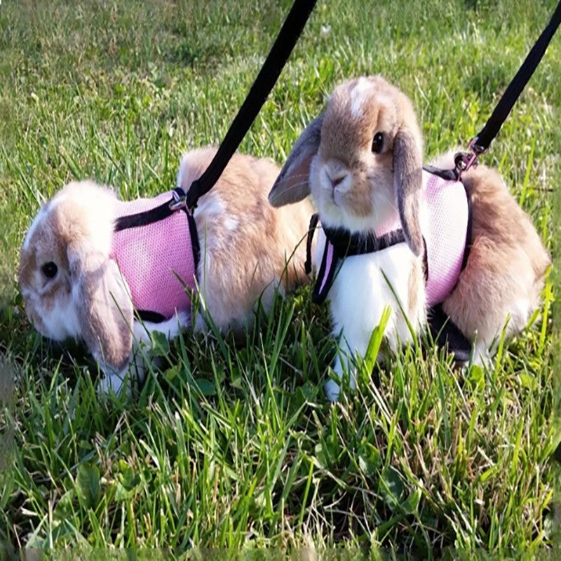Arreio estilo colete para animais de estimação, respirável e estiloso, com alça macia ajustável e conjunto de coleira elástica, adequado para coelhos e gatos
