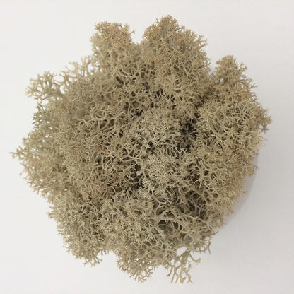 200/1000g Quality Artificial Green Plant Eternal Life Moss Fake Flower Moss Grass Home Living Decorative Wall DIY Micro Landscap