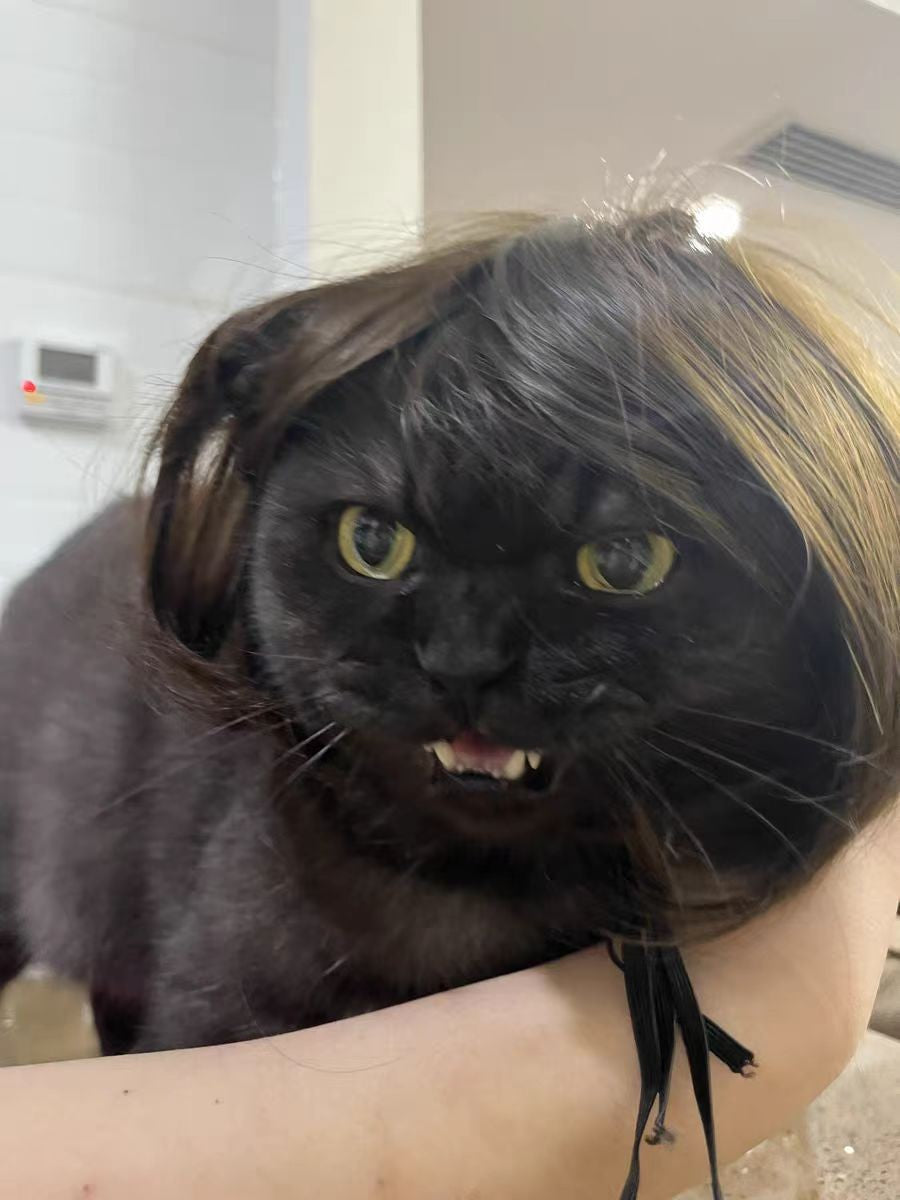 Peruca para Animais de Estimação, Peruca para Cachorro, Suprimentos para Animais de Estimação, Acessórios de Halloween para Animais de Estimação, Peruca de Cabelo Cacheado, Cabelo Liso, Peruca para Gato, Pode Ser Aparada (DIY)