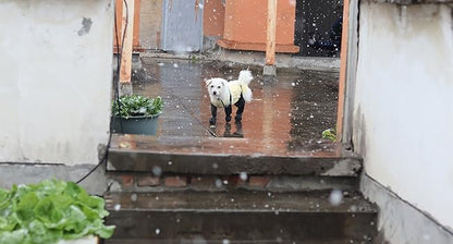 2025 Melhores Sapatos Antiderrapantes para Cães Protetores de Patas Botas de Chuva para Cães, Botinhas Impermeáveis e Antiderrapantes para Cães, Sapatos Meia Suspensório para Cães para Uso Externo