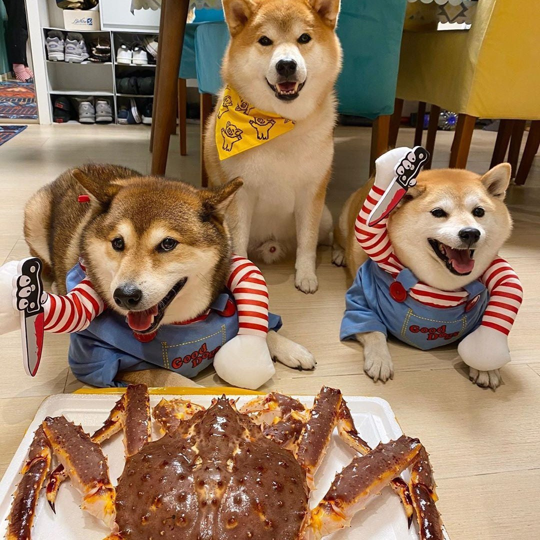 Fantasia de Halloween para Pets Vestido para Cães Pequenos e Médios – Roupa Divertida e Estilosa para Cães Gatos Brincarem com Roupas Engraçadas