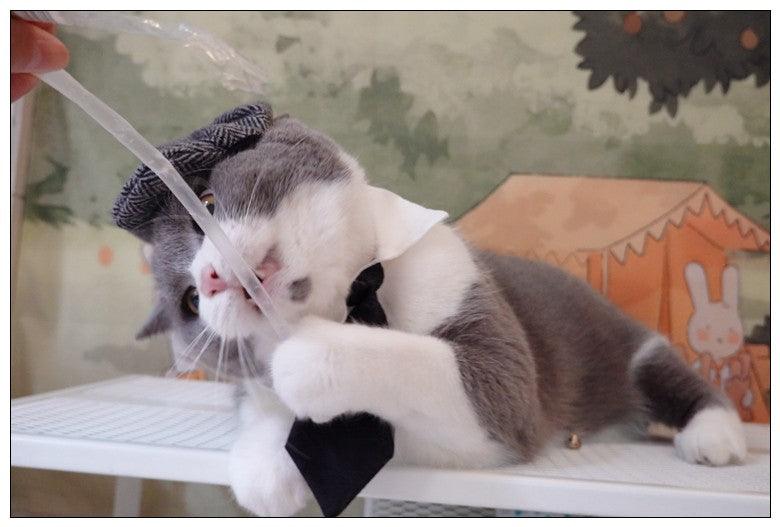 Chapéu Engraçado Para Gatos de Estimação, Boina, Gravata Borboleta, Fantasia de Banho, Gângster Bonito, Adereço de Foto, Fantasia de Halloween Para Animais de Estimação