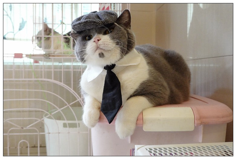 Chapéu Engraçado Para Gatos de Estimação, Boina, Gravata Borboleta, Fantasia de Banho, Gângster Bonito, Adereço de Foto, Fantasia de Halloween Para Animais de Estimação