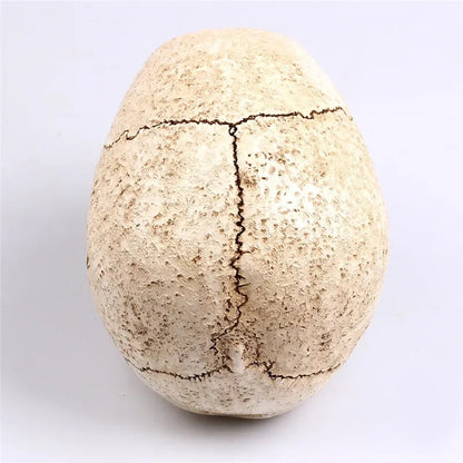 Animal Skull Sculpture for Halloween Decoration Resin Crafts Medical Replica Medical Model Life Replica High Quality 1:1