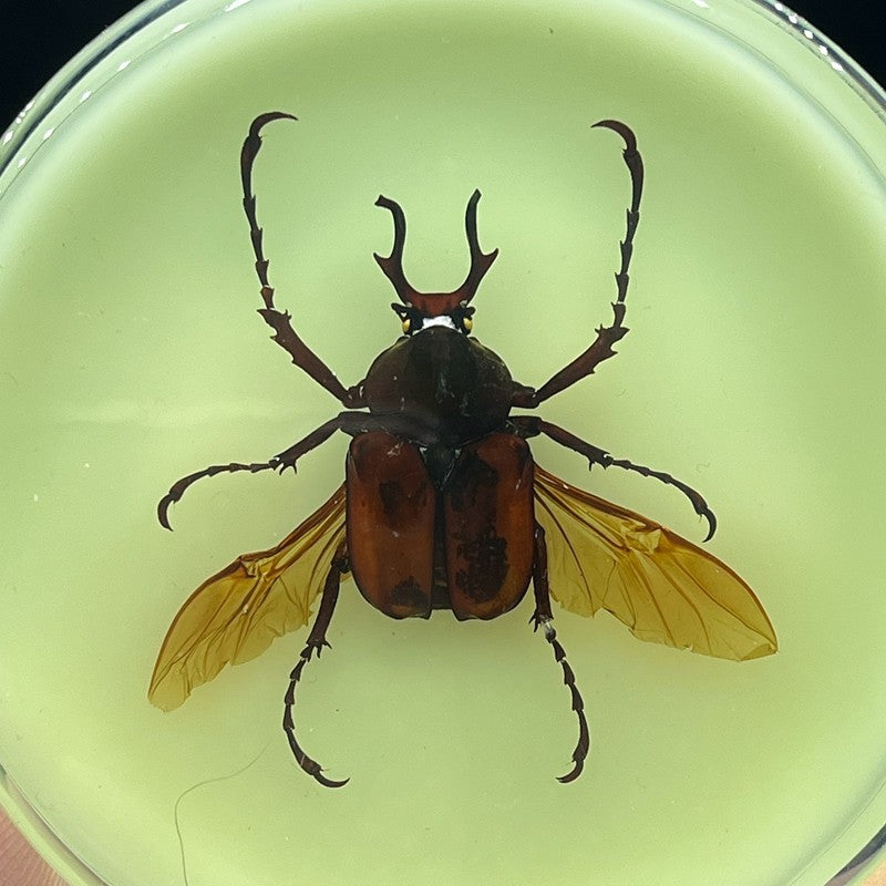 Inseto de Resina (com fluorescente) espécime de decoração artesanato modelo de ensino mesa sala de estar acessórios de decoração para casa