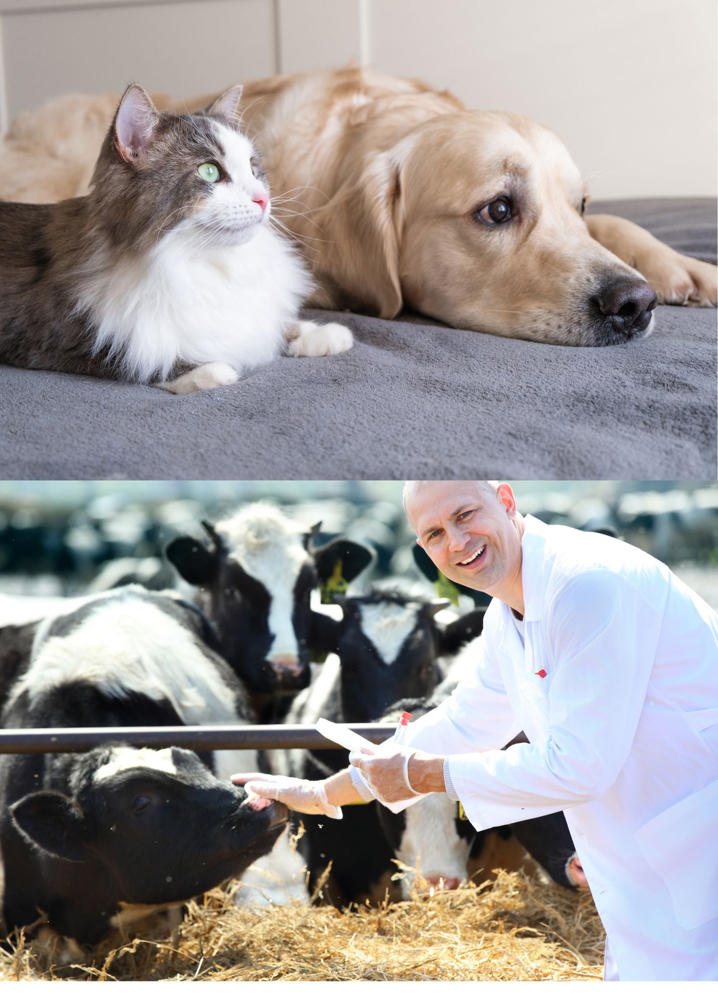 Máquina de Ultrassom Veterinário Portátil com Sondas (B, BB, 4B, B+M, M) para Hospital Veterinário, Casa, Fazenda