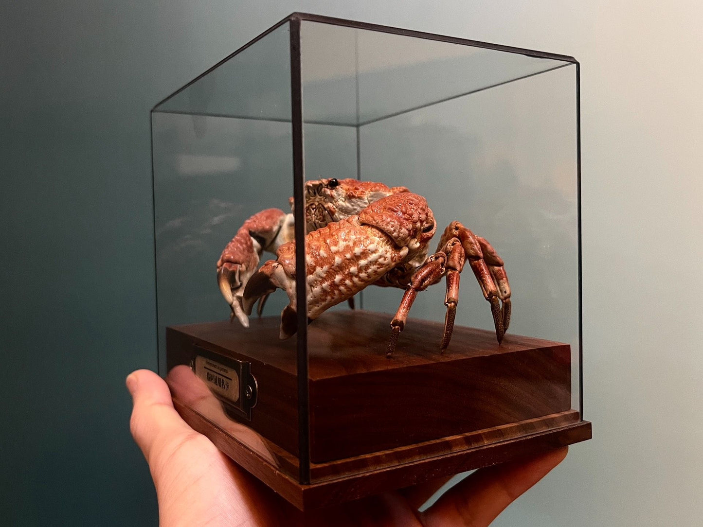 Espécime de caranguejo real Demania Baccalipes, artesanato especial, colecionadores, decoração de casa, ornamento de mesa, personalizado