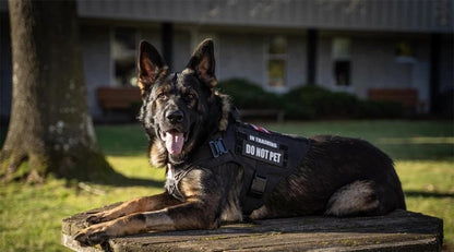 Coleira Peitoral Tática para Cães com Alça e Bolsas Molle para Cães de Porte Médio e Grande, Colete Militar de Treinamento para Pets, Coleira Ajustável para Cães de Serviço