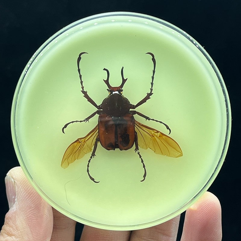 Inseto de Resina (com fluorescente) espécime de decoração artesanato modelo de ensino mesa sala de estar acessórios de decoração para casa