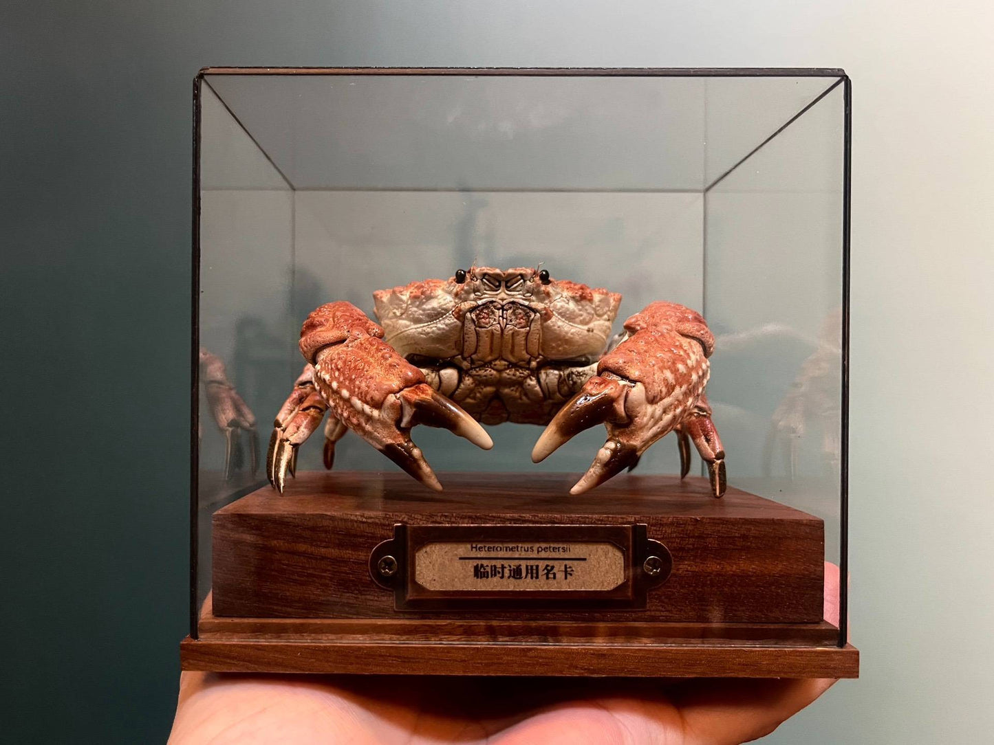 Espécime de caranguejo real Demania Baccalipes, artesanato especial, colecionadores, decoração de casa, ornamento de mesa, personalizado