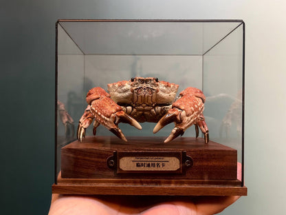 Espécime de caranguejo real Demania Baccalipes, artesanato especial, colecionadores, decoração de casa, ornamento de mesa, personalizado