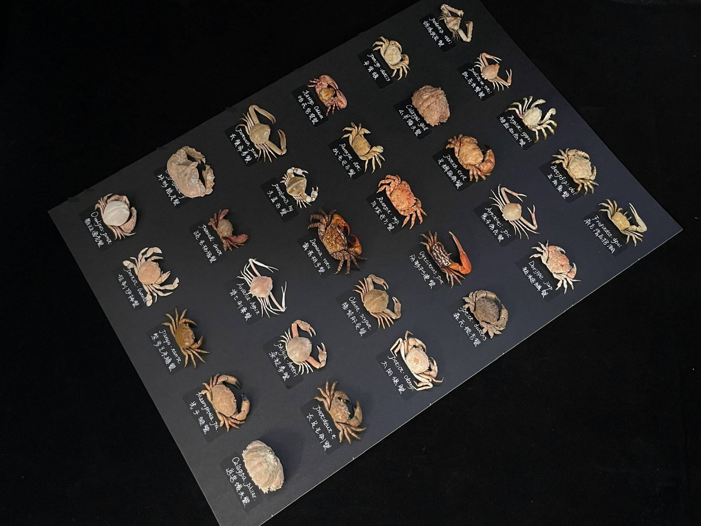 Espécime de caranguejo real Demania Baccalipes, artesanato especial, colecionadores, decoração de casa, ornamento de mesa, personalizado