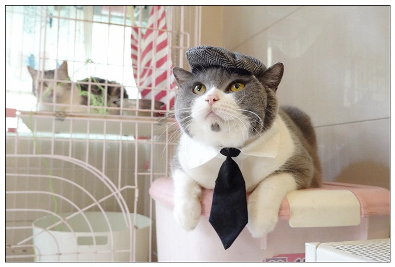 Chapéu Engraçado Para Gatos de Estimação, Boina, Gravata Borboleta, Fantasia de Banho, Gângster Bonito, Adereço de Foto, Fantasia de Halloween Para Animais de Estimação