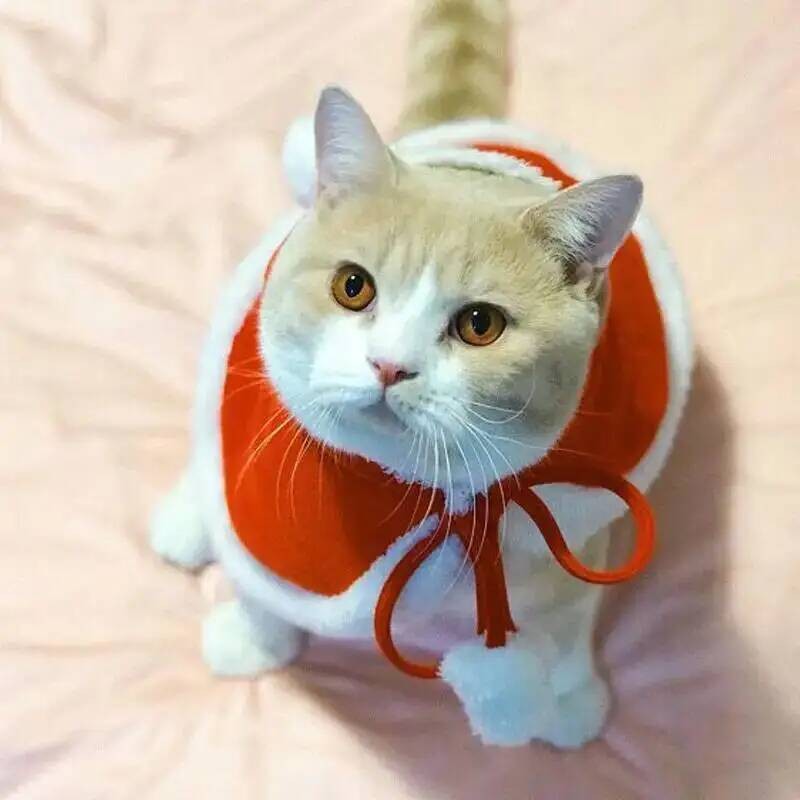 Fantasia de Natal para Gato Papai Noel Cosplay Engraçado Transforma Gato Cachorro de Estimação Capa de Natal Roupa de Inverno para Vestir Cachecol Vermelho Manto Adereços Decoração
