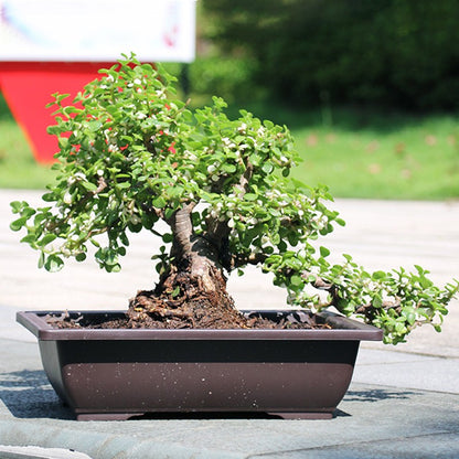 Vasos de Flores Retangulares de Argila Roxa Imitando Vasos para Plantas de Jardim ao Ar Livre Paisagismo Bonsai macetas para plantas
