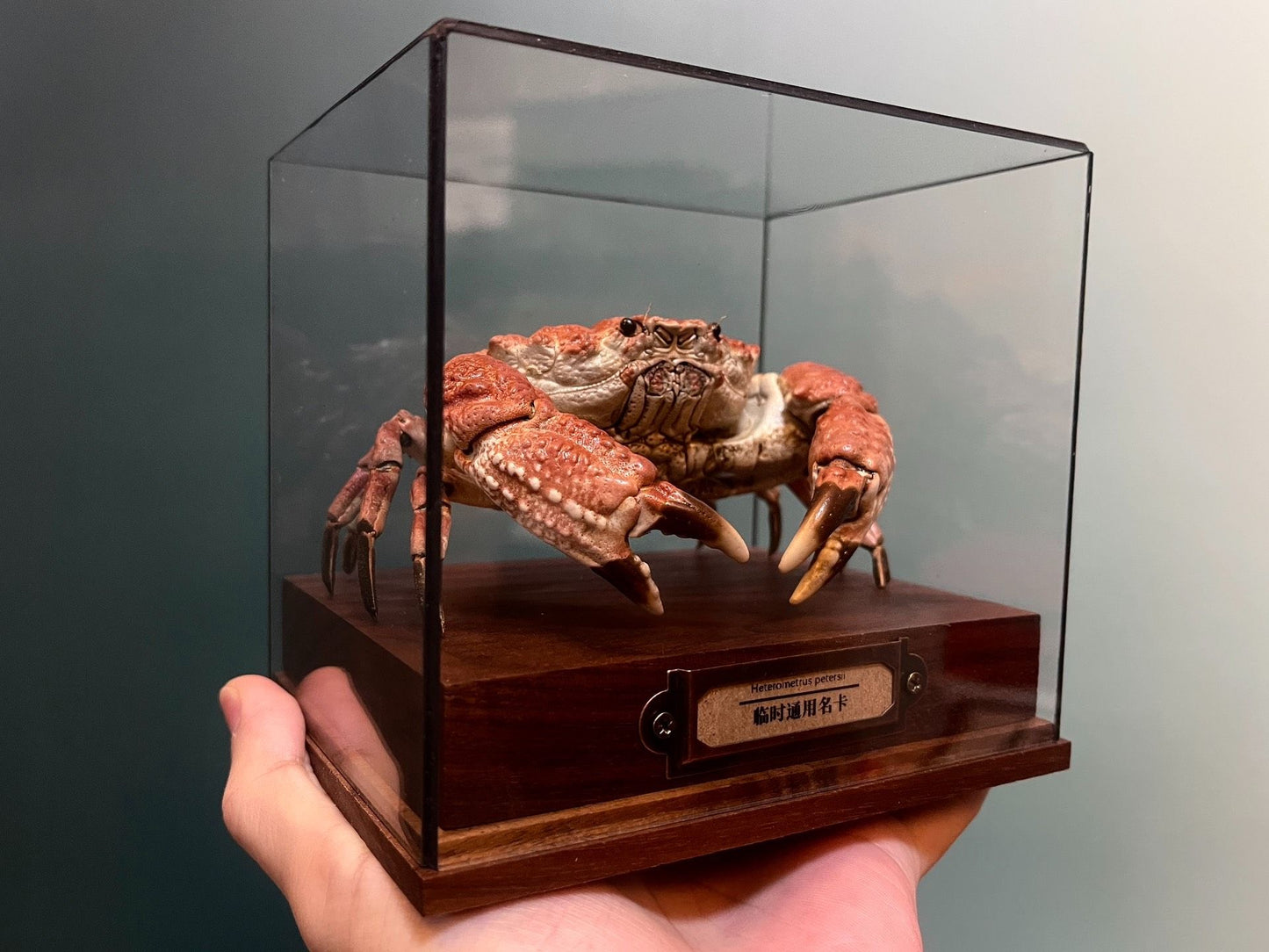 Espécime de caranguejo real Demania Baccalipes, artesanato especial, colecionadores, decoração de casa, ornamento de mesa, personalizado