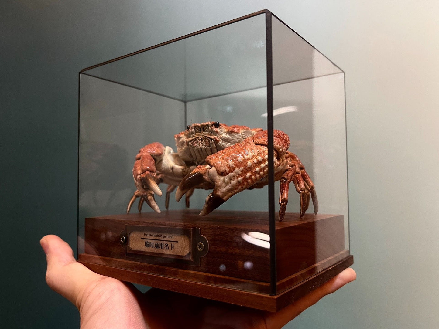 Espécime de caranguejo real Demania Baccalipes, artesanato especial, colecionadores, decoração de casa, ornamento de mesa, personalizado