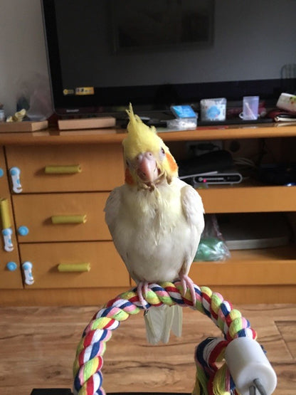 Novos Brinquedos Para Pássaros Papagaios de 160 cm de Comprimento Brinquedo Para Animais de Estimação Papagaio Corda Em Pé Decoração de Gaiola de Pássaros Brinquedo de Escalada de Papagaio Sino de Corda Para Gaiola de Pássaros