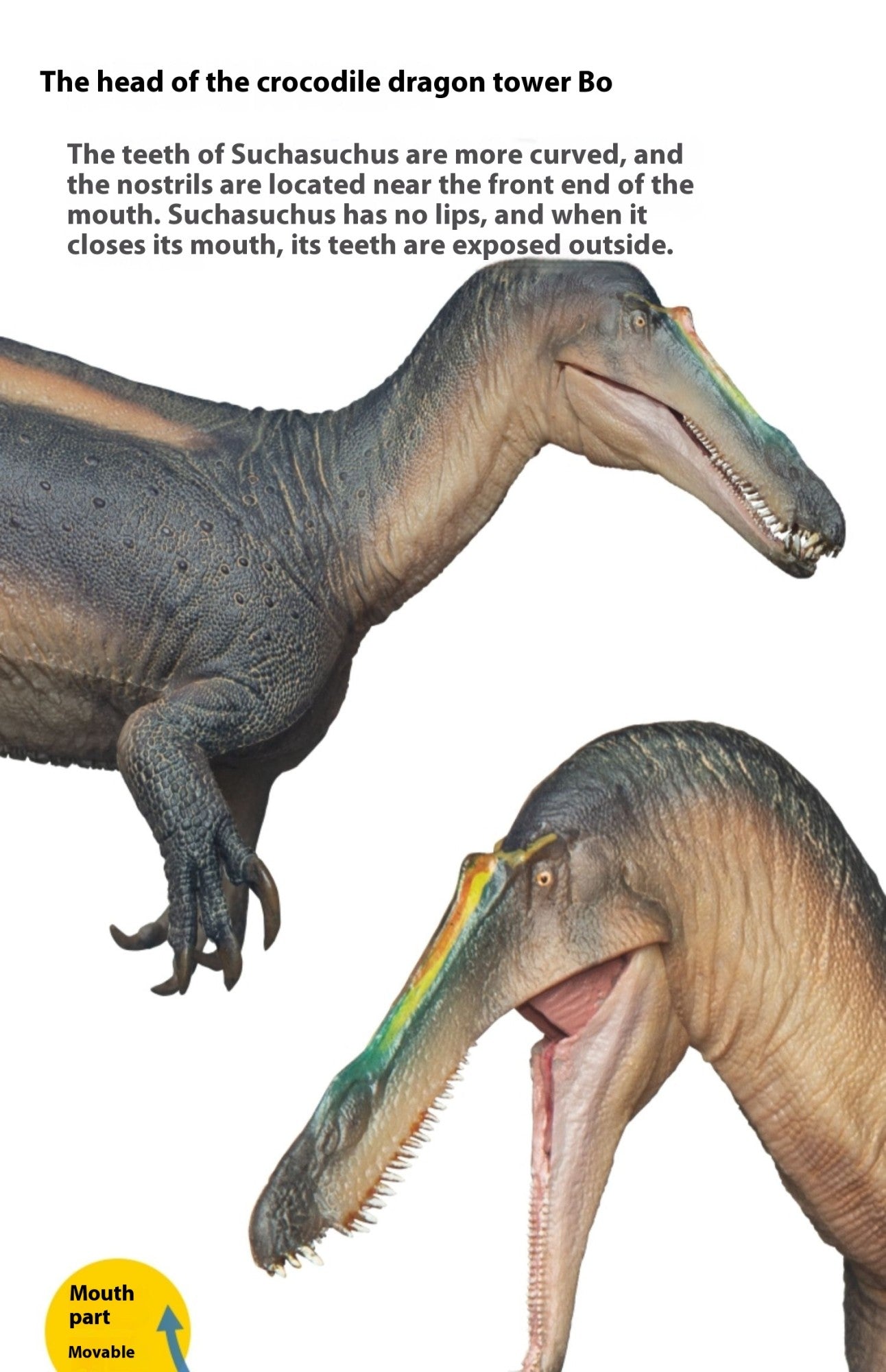 Suchomimus Thabo Dinosaur King Growth Companion Modelo 67 Dinossauro Miniatura Estatueta Colecionável Ornamento Presente de Festival para Amigos