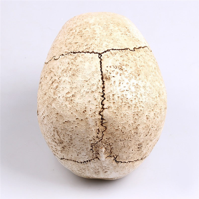 Animal Skull Sculpture for Halloween Decoration Resin Crafts Medical Replica Medical Model Life Replica High Quality 1:1