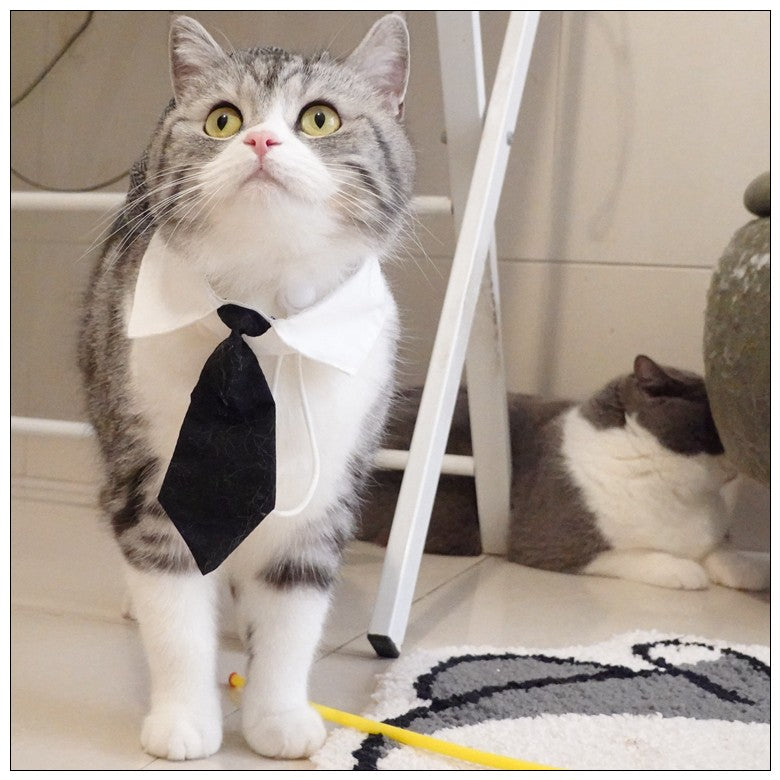 Chapéu Engraçado Para Gatos de Estimação, Boina, Gravata Borboleta, Fantasia de Banho, Gângster Bonito, Adereço de Foto, Fantasia de Halloween Para Animais de Estimação
