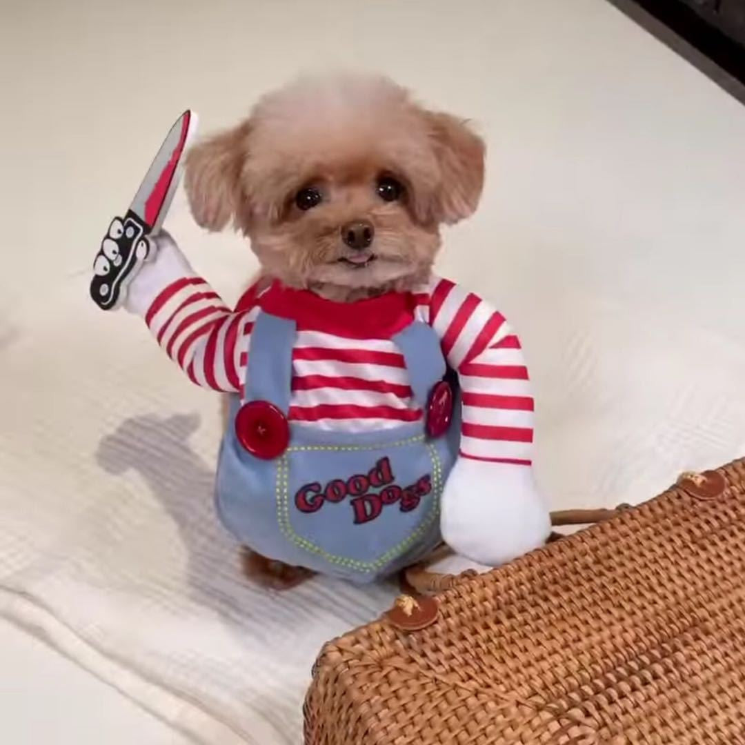 Fantasia de Halloween para Pets Vestido para Cães Pequenos e Médios – Roupa Divertida e Estilosa para Cães Gatos Brincarem com Roupas Engraçadas
