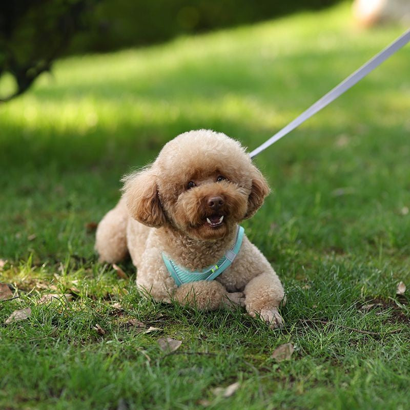 Conjunto de Coleira e Peitoral para Cães Pequenos Ajustável Peitoral Colete para Cães e Gatos Filhotes Bulldog Francês Chihuahua Pug Caminhada ao Ar Livre Guia Coleira