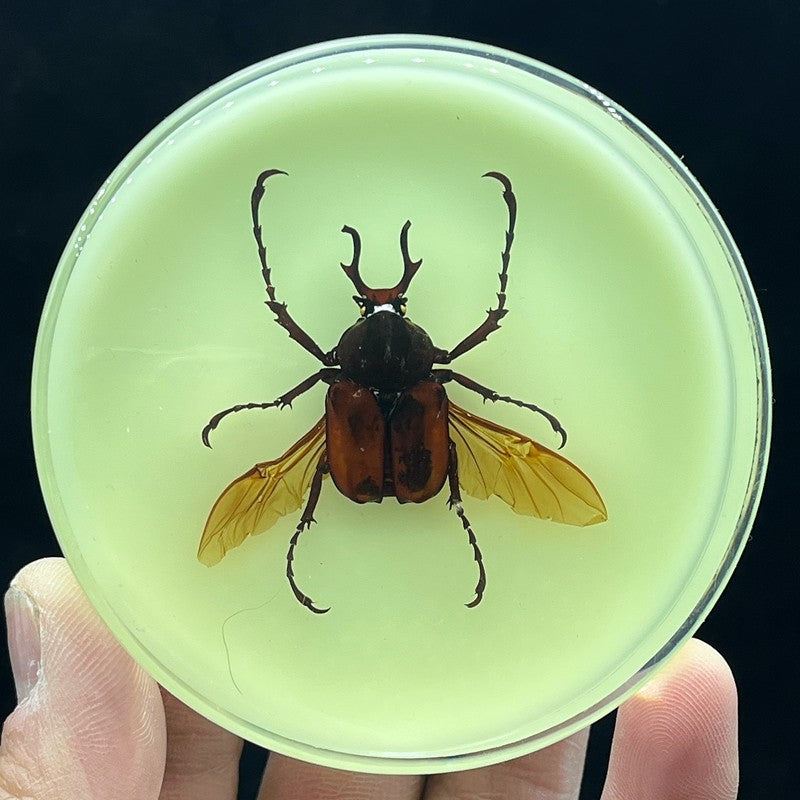 Inseto de Resina (com fluorescente) espécime de decoração artesanato modelo de ensino mesa sala de estar acessórios de decoração para casa