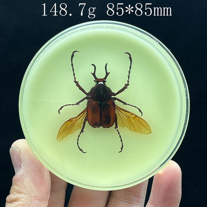 Inseto de Resina (com fluorescente) espécime de decoração artesanato modelo de ensino mesa sala de estar acessórios de decoração para casa