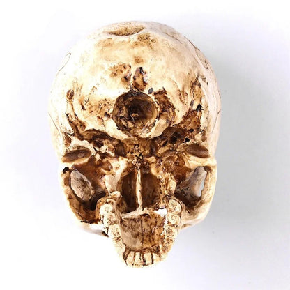 Animal Skull Sculpture for Halloween Decoration Resin Crafts Medical Replica Medical Model Life Replica High Quality 1:1