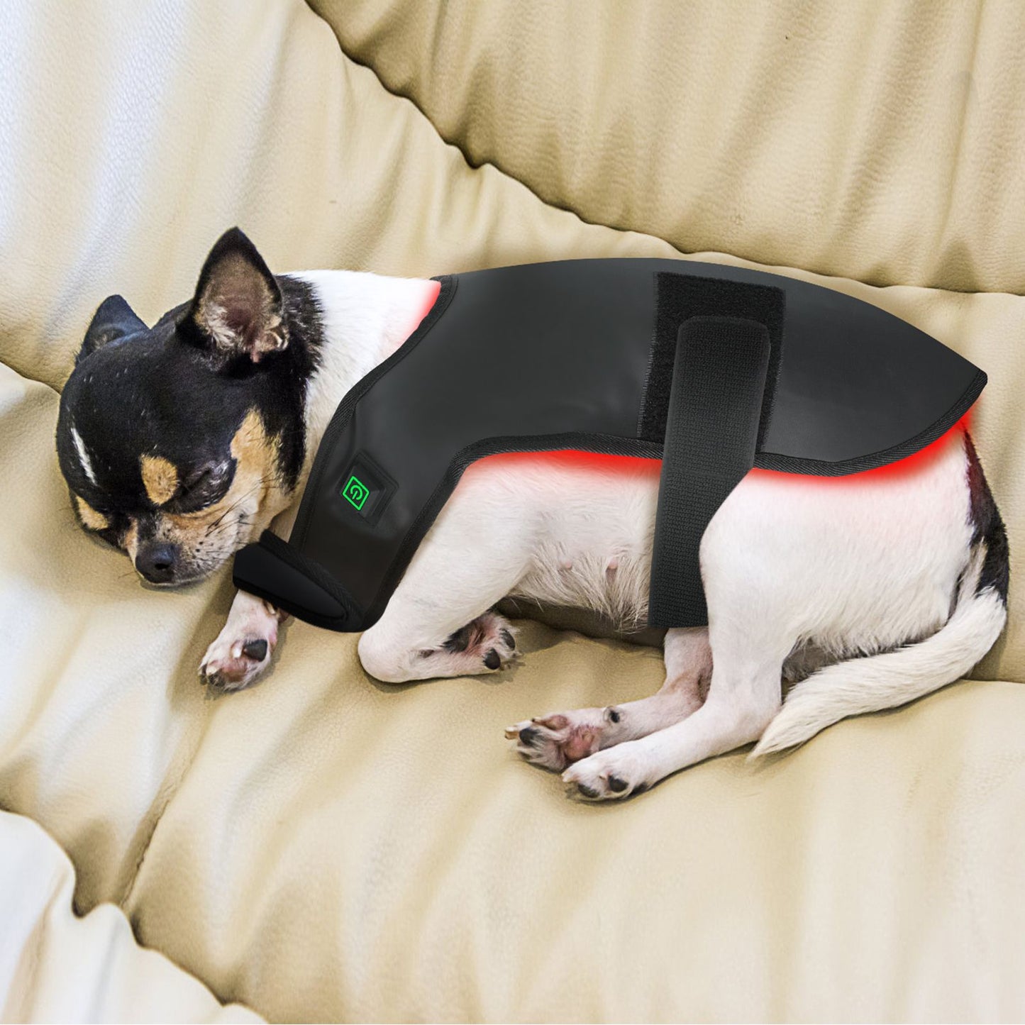 Equipamento de fisioterapia com LED de luz vermelha para uso veterinário, para alívio e redução da dor em cães de estimação.